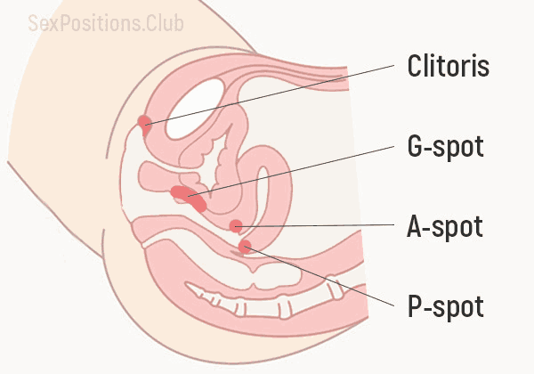 A-spot , P-spot , G-spot, Clitoris (The most sensitive areas of the female vulva and vagina.)